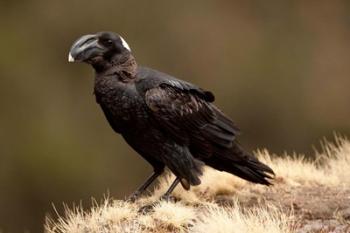 Ethiopia, Thick-billed Raven bird | Obraz na stenu