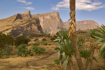 Giant Lobelia, Simen National Park, Northern Ethiopia | Obraz na stenu