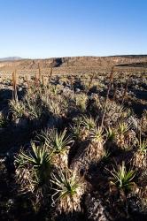 Escarpment of Sanetti Plateau, red hot poker plants, Bale Mountains, Ethiopia | Obraz na stenu