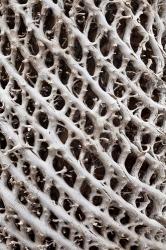 Lattice pattern in Giant Loebelia, Bale Mountains, Ethiopia | Obraz na stenu