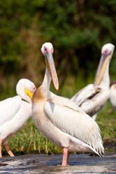 Great White Pelican, Lake Chamo, Nechisar National Park, Arba Minch, Ethiopia | Obraz na stenu