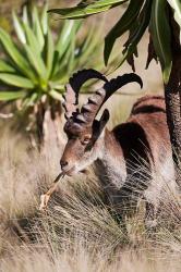 Close Up of Walia Ibex, Ethiopia | Obraz na stenu