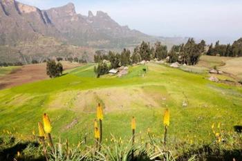 Amiwalka, Semien Mountains National Park, Ethiopia | Obraz na stenu