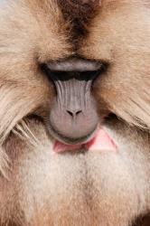 Close up of Gelada Baboon, Ethiopia | Obraz na stenu