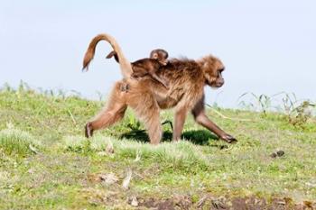 Gelada, Gelada Baboon primate, Ethiopia | Obraz na stenu