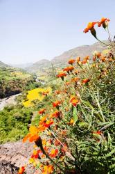 Tagetes plants and landscape, Ethiopia | Obraz na stenu