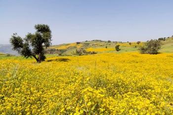 Flower Field, Niger seed, Semien Mountains, Ethiopia | Obraz na stenu