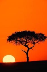 Single Acacia tree at sunrise, Masai Mara, Kenya | Obraz na stenu