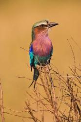 Lilac-breasted Roller, Masai Mara Game Reserve, Kenya | Obraz na stenu