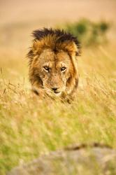 Adult male lion, Panthera leo, Masai Mara, Kenya | Obraz na stenu