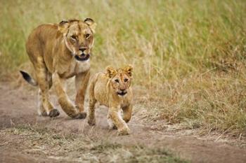 Lioness with her cub in tire tracks, Masai Mara, Kenya | Obraz na stenu