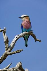 Lilac breasted Roller bird, Masai Mara, Kenya | Obraz na stenu