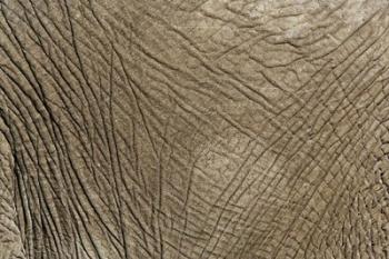 African Elephant skin, Masai Mara, Kenya | Obraz na stenu