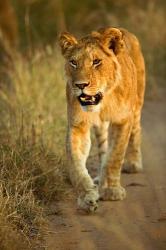 Female Lion Walking At Sunset, Masai Mara, Kenya | Obraz na stenu