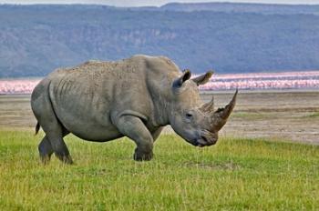 White Rhinoceros and Lesser Flamingos, Lake Nakuru National Park, Kenya | Obraz na stenu