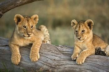 Lion Cubs on Log, Masai Mara, Kenya | Obraz na stenu