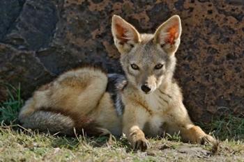 Black-backed Jackal resting, Masai Mara, Kenya | Obraz na stenu