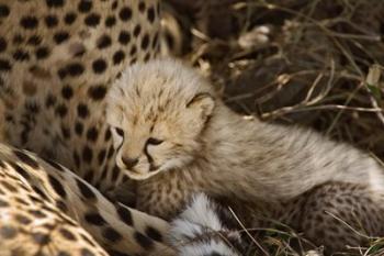 Cheetah cub, Acinonyx jubatus, Masai Mara, Kenya | Obraz na stenu
