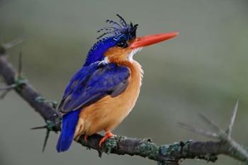 Malachite Kingfisher, Lake Nakuru National Park, Kenya | Obraz na stenu