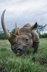 Black Rhinoceros, Kenya | Obraz na stenu