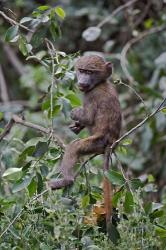 Baby Olive Baboon riding on mother's back, Kenya | Obraz na stenu