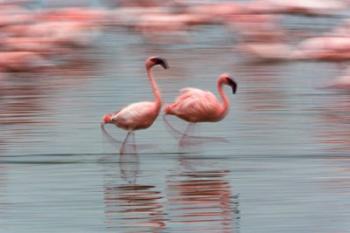 Lesser Flamingo tropical birds, Lake Nakuru NP, Kenya | Obraz na stenu