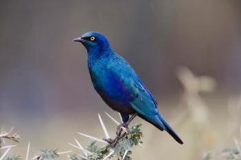 Blue-eared Glossy Starling bird, Lake Nakuru NP, Kenya | Obraz na stenu