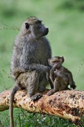 Olive Baboon, baby, Lake Nakuru National Park, Kenya | Obraz na stenu