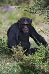 Chimpanzee, Sweetwater Chimpanzee Sanctuary, Kenya | Obraz na stenu