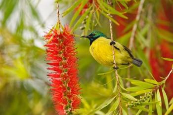 Variable Sunbird, Aberdare Country Club, Nyeri, Kenya | Obraz na stenu