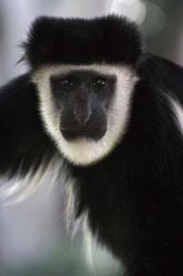 Black and White Colobus Monkey, Lake Nakuru NP, Kenya | Obraz na stenu