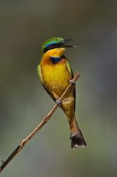 Little Bee Eater, Bird, Samburu Game Reserve, Kenya | Obraz na stenu