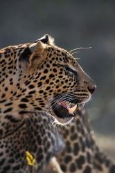 Leopard, Panthera pardus, Samburu Game Reserve, Kenya | Obraz na stenu