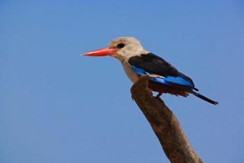 Grey-headed Kingfisher, Samburu Game Reserve, Kenya | Obraz na stenu