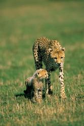 Kenya, Masai Mara Game Reserve, Cheetah with cub | Obraz na stenu