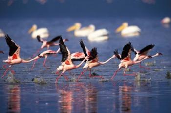 Lesser Flamingos running on water, Lake Nakuru National Park, Kenya | Obraz na stenu