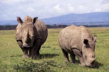 White Rhinoceros grazing, Lake Nakuru National Park, Kenya | Obraz na stenu