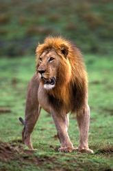 Adult male lion, Masai Mara Game Reserve, Kenya | Obraz na stenu