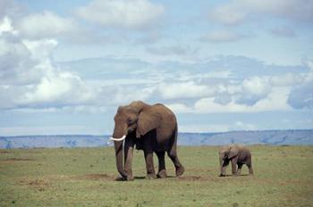 African baby elephant with mother, Masai Mara Game Reserve, Kenya | Obraz na stenu