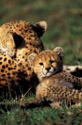 Kenya, Masai Mara Game Reserve. Cheetah cub | Obraz na stenu