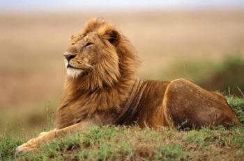 Adult male lion on termite mound | Obraz na stenu