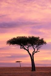 Pair of Accasia Trees at dawn, Masai Mara, Kenya | Obraz na stenu