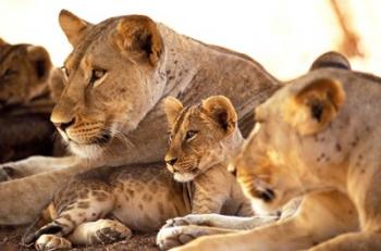 Lion cub among female lions, Samburu National Game Reserve, Kenya | Obraz na stenu