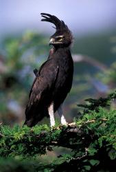 Kenya. Long-crested Eagle (lophaetus occipitalis) | Obraz na stenu
