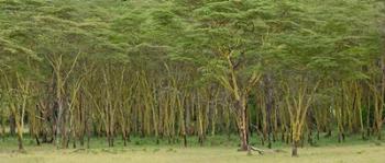 Yellow Fever Tree, Lake Nakuru National Park, Kenya | Obraz na stenu