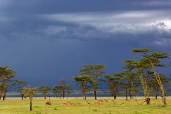 Herd of male Impala, Lake Nakuru, Lake Nakuru National Park, Kenya | Obraz na stenu