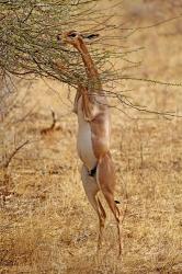 Gerenuk antelope, Samburu Game Reserve, Kenya | Obraz na stenu