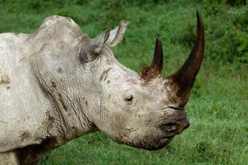 Head of a White Rhinoceros, Lake Nakuru National Park, Kenya | Obraz na stenu