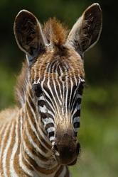 Baby Burchell's Zebra, Lake Nakuru National Park, Kenya | Obraz na stenu