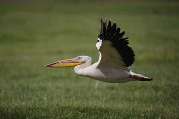 White Pelican bird in flight, Lake Nakuru, Kenya | Obraz na stenu